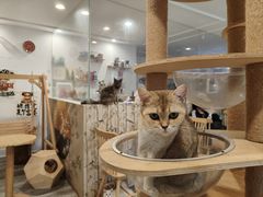 -楼上猫咖(罗湖店)