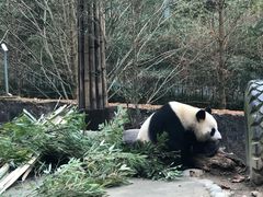 -都江堰中华大熊猫苑