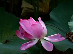 -上海市保健医疗中心