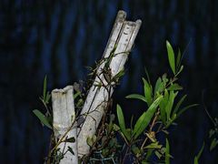 -维乐口腔医院(星海湾分院)