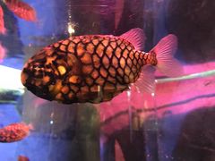 -迪拜水族馆及水下动物园