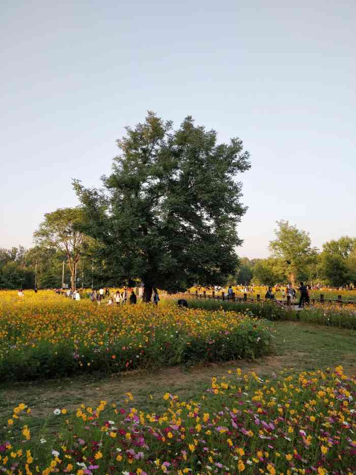 奥林匹克森林公园北园-停车场-"每年带孩子来这里两次,一次看向日葵