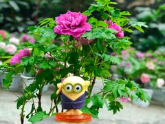 -曹州百花园