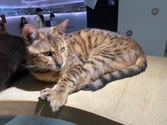 -more than meow吴止猫主题餐厅(承德 中船汇店)