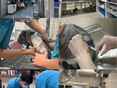 -动物缘宠物医院·骨科·猫科(西二环店)