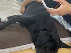 -爱侣宠医·鹦鹉专科·小型哺乳类·异宠专科(灵石路店)