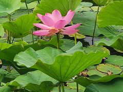 -莲花池公园