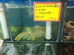水产区-蚝专家(北滘店)