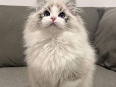 -猫十亿·布偶金渐层·曼基康矮脚猫舍(青年路店)