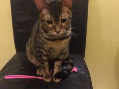 -猫色咖啡·猫咖
