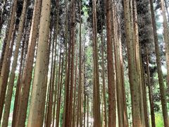 -武陵山森林公园