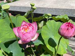 -莲花池公园