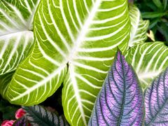 -北京植物园-展览温室