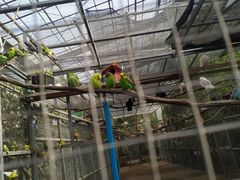 -呀路古热带植物园