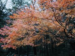 -杭州上天竺法喜讲寺