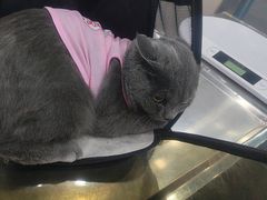 -万博宠物医院·手术·诊疗(未央凤城五路店)