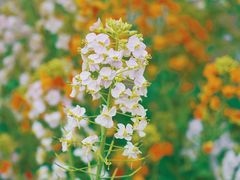 -中国天府农业博览园