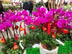 -荷兰花海
