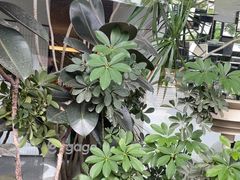 -gaga(深圳南山益田假日广场店)