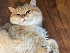 -糯米喵星人总部直营旗舰店·猫舍·幼猫出售