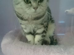 -喵的天空名猫咖啡馆·撸猫·猫舍·用品