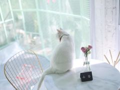-有猫主题·治愈系猫咖(曾厝垵店)