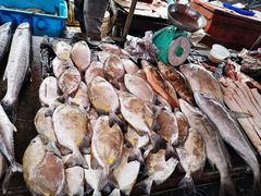 -仙本那小型鱼市