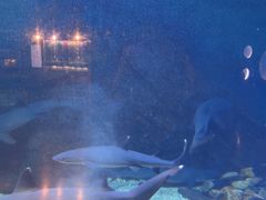 -烟台海昌鲸鲨海洋公园