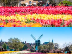 -荷兰花海