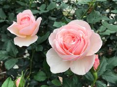 -人民公园(罗湖区)