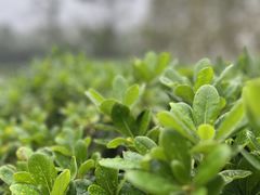 -白塘生态植物园
