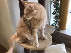 -藏猫猫咖啡主题馆(中央大道店)