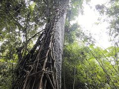 -西双版纳基诺山寨