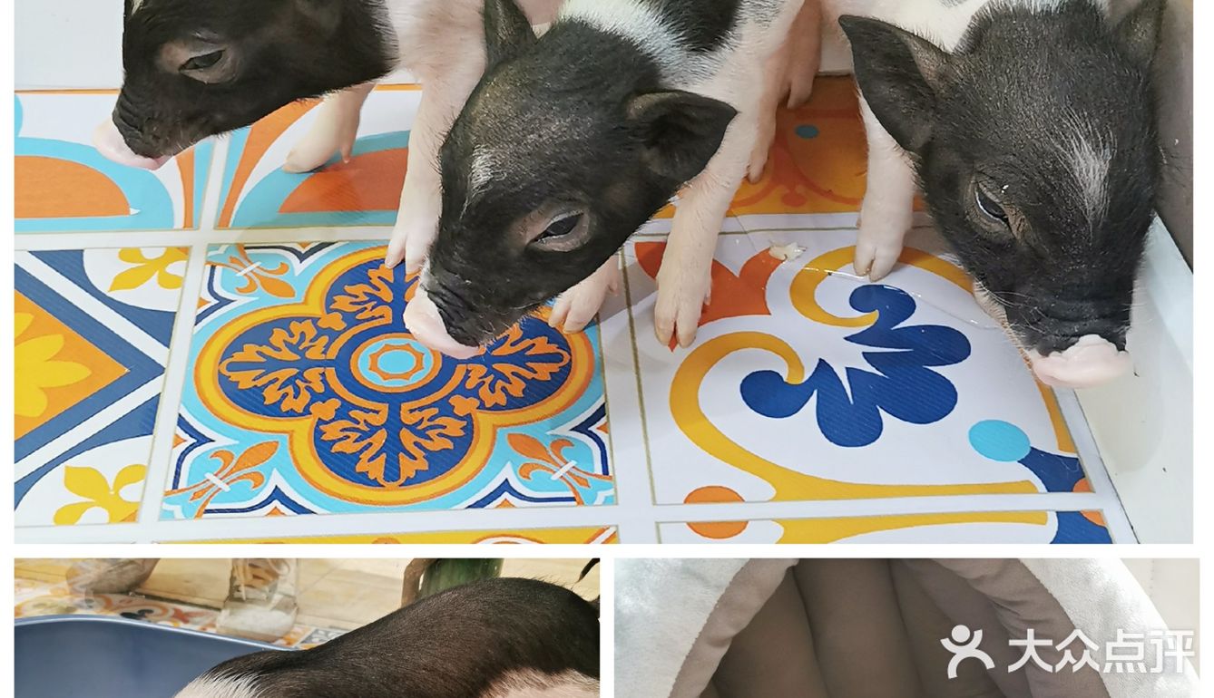 厦门探店‖兔兔浣熊小香猪三大萌宠等你来撸