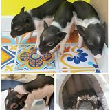 厦门探店‖兔兔浣熊小香猪三大萌宠等你来撸