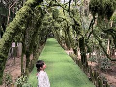-呀路古热带植物园