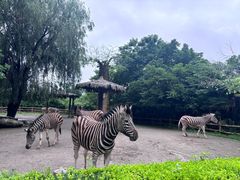 -上海野生动物园