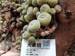 -呀路古热带植物园
