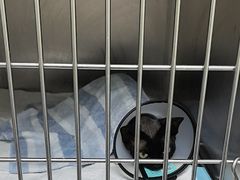 -瑞鹏宠物医院·宠保定点·心脏科·内科(御桥分院)