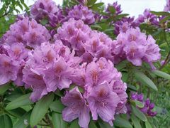 -名花谷生态庄园