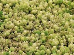 -桤木河湿地公园