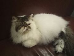 -喵园·猫主题咖啡厅·撸猫·猫咖(国贸店)