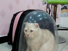 -喵百万·布偶·蓝金金渐层英短·猫舍(百子湾店)