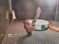 -上海大自然野生昆虫馆