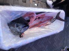 -大起水产回转寿司(道顿堀店)