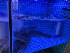 -長壹旋转烤吧 农家鸡火锅