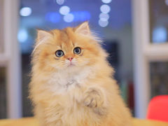 -柚子猫舍·精品猫舍购猫·猫咪认养·购宠·宠物店