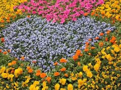 -桃花堤公园