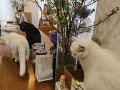 -有猫主题·治愈系猫咖(曾厝垵店)