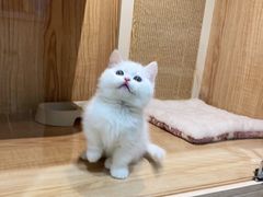 -老吴的猫·猫舍(新区店)